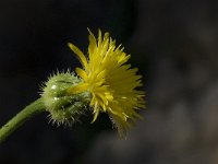 Sonchus arvensis 8, Akkermelkdistel, Saxifraga-Willem van Kruijsbergen