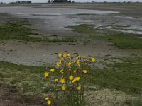 Sonchus arvensis 9, Akkermelkdistel, Saxifraga-Peter Meininger