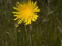 Sonchus arvensis maritimus 26, Zeemelkdistel, Saxifraga-Jan van der Straaten