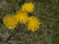 Sonchus arvensis maritimus 27, Zeemelkdistel, Saxifraga-Jan van der Straaten