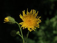 Sonchus arvensis ssp arvensis 14, Akkermelkdistel, Saxifraga-Jan van der Straaten