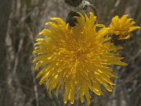 Sonchus arvensis ssp maritimus 12, Zeemelkdistel, Saxifrag-Jan van der Straaten