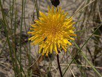 Sonchus arvensis ssp maritimus 13, Zeemelkdistel, Saxifrag-Jan van der Straaten