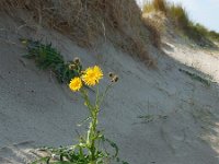 Sonchus arvensis var maritimus 15, Zeemelkdistel, Saxifraga-Ed Stikvoort