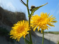 Sonchus arvensis var maritimus 16, Zeemelkdistel, Saxifraga-Ed Stikvoort