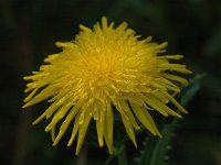 Sonchus arvensis var maritimus 17, Zeemelkdistel, Saxifraga-Jan van der Straaten