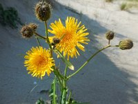 Sonchus arvensis var maritimus 18, Zeemelkdistel, Saxifraga-Ed Stikvoort