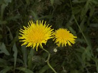 Sonchus arvensis var maritimus 19, Zeemelkdistel, Saxifraga-Jan van der Straaten