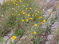 Sonchus arvensis var maritimus 20, Zeemelkdistel, Saxifraga-Peter Meininger