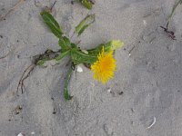 Sonchus arvensis var maritimus 21, Zeemelkdistel, Saxifraga-Peter Meininger