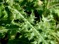 Sonchus asper 15, Gekroesde melkdistel, Saxifraga-Sonja Bouwman