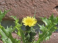 Sonchus asper 1, Gekroesde melkdistel, Saxifraga-Jan van der Straaten