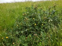 Sonchus asper 10, Gekroesde melkdistel, Saxifraga-Ed Stikvoort