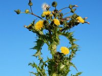 Sonchus asper 11, Gekroesde melkdistel, Saxifraga-Ed Stikvoort