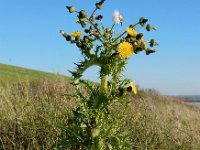 Sonchus asper 12, Gekroesde melkdistel, Saxifraga-Ed Stikvoort