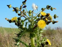 Sonchus asper 13, Gekroesde melkdistel, Saxifraga-Ed Stikvoort