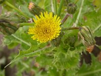 Sonchus asper 2, Gekroesde melkdistel, Saxifraga-Peter Meininger