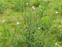 Sonchus asper 4, Gekroesde melkdistel, Saxifraga-Rutger Barendse