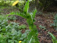 Sonchus asper 5, Gekroesde melkdistel, Saxifraga-Rutger Barendse