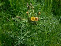 Sonchus asper 7, Gekroesde melkdistel, Saxifraga-Ed Stikvoort