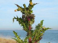 Sonchus asper 8, Gekroesde melkdistel, Saxifraga-Ed Stikvoort