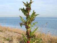 Sonchus asper 9, Gekroesde melkdistel, Saxifraga-Ed Stikvoort