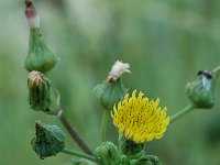 Sonchus asper ssp asper 3, Gekroesde melkdistel, Saxifraga-Jan van der Straaten