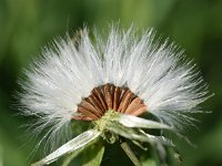 Sonchus oleraceus 11, Gewone melkdistel, Saxifraga-Sonja Bouwman