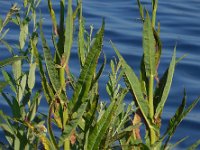 Sonchus palustris 12, Moerasmelkdistel, Saxifraga-Ed Stikvoort