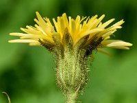 Sonchus palustris 20, Moerasmelkdistel, Saxifraga-Sonja Bouwman  966. Moerasmelkdistel - Sonchus palustris - Asteraceae familie (i)