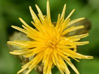 Sonchus palustris 24, Moerasmelkdistel, Saxifraga-Sonja Bouwman  966. Moerasmelkdistel - Sonchus palustris - Asteraceae familie (i) Zouweboezem (Ameide)