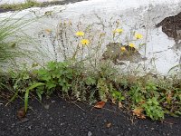 Sonchus tenerrimus 11, Slipbladmelkdistel, Saxifraga-Ed Stikvoort