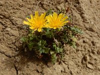 Sonchus tenerrimus 16, Slipbladmelkdistel, Saxifraga-Ed Stikvoort