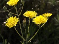 Sonchus tenerrimus 2, Slipbladmelkdistel, Saxifraga-Jan van der Straaten