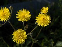 Sonchus tenerrimus 4, Slipbladmelkdistel, Saxifraga-Jan van der Straaten