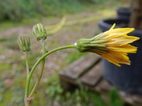 Sonchus tenerrimus 5, Slipbladmelkdistel, Saxifraga-Rutger Barendse