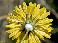 Sonchus tennerimus 21, Slipbladmelkdistel, Saxifraga-Sonja Bouwman  Slipbladmelkdistel - Sonchus tennerimus - Asteraceae familie