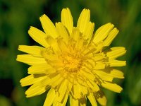 Sonchus tennerimus 23, Slipbladmelkdistel, Saxifraga-Sonja Bouwman  1082. Slipbladmelkdistel - Sonchus tennerimus - Asteraceae familie (zw) Overloon