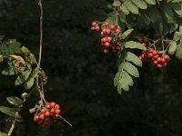Sorbus aucuparia 22, Wilde lijsterbes, Saxifraga-Jan van der Straaten