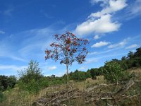 Sorbus aucuparia 25, Wilde lijsterbes, Saxifraga-Mark Zekhuis