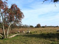 Sorbus aucuparia 28, Wilde lijsterbes, Saxifraga-Hans Boll
