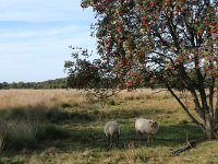 Sorbus aucuparia 29, Wilde lijsterbes, Saxifraga-Hans Boll
