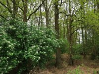 Sorbus aucuparia 31, Wilde lijsterbes, Saxifraga-Hans Boll