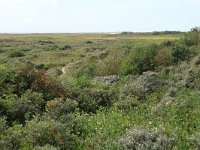 Sorbus aucuparia 32, Wilde lijsterbes, Saxifraga-Hans Boll