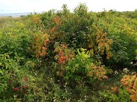 Sorbus aucuparia 33, Wilde lijsterbes, Saxifraga-Hans Boll