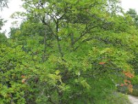 Sorbus aucuparia 35, Wilde lijsterbes, Saxifraga-Rutger Barendse