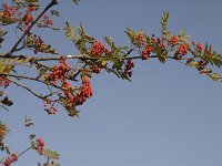 Sorbus aucuparia 5, Wilde lijsterbes, Saxifraga-Jan van der Straaten
