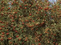 Sorbus aucuparia 6, Wilde lijsterbes, Saxifraga-Jan van der Straaten