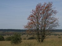 Sorbus aucuparia 7, Wilde lijsterbes, Saxifraga-Jan van der Straaten