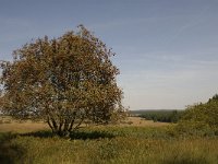 Sorbus aucuparia 8, Wilde lijsterbes, Saxifraga-Jan van der Straaten